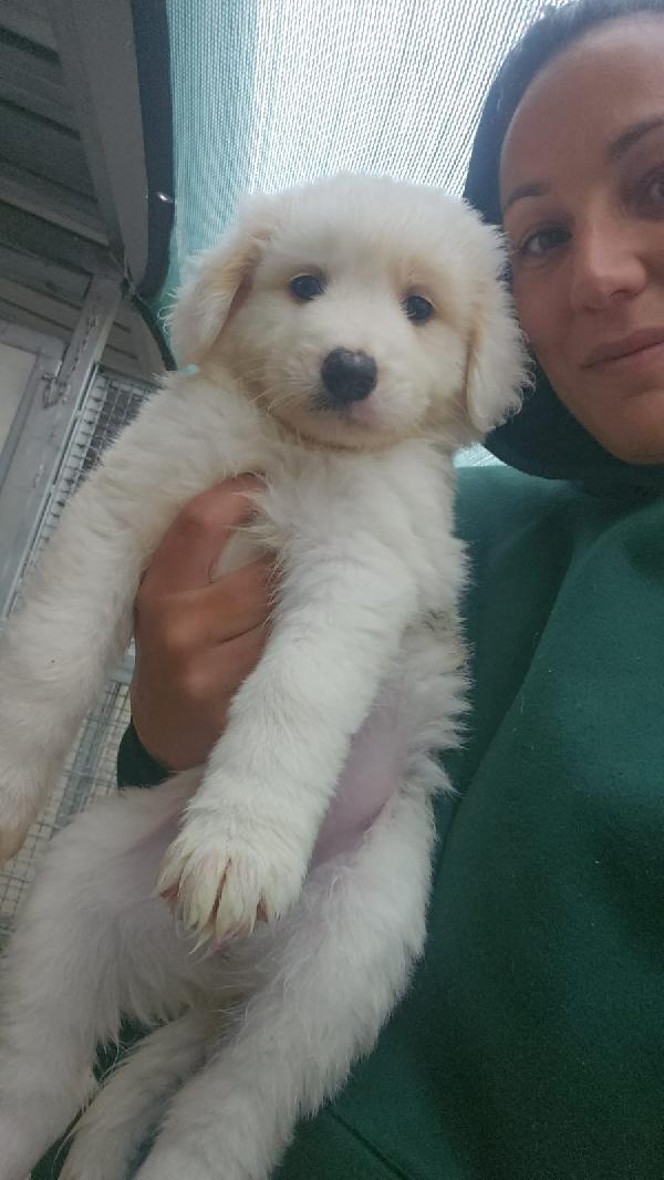 Freya splendida cucciolotta cerca casa  Foto 8