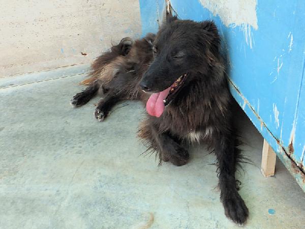 Lobo Bellissimo (Taglia Mediogrande)