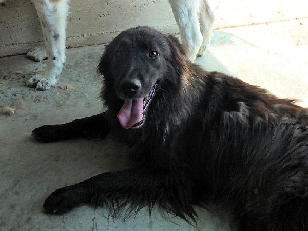Lobo bellissimo (taglia mediogrande) Foto 3