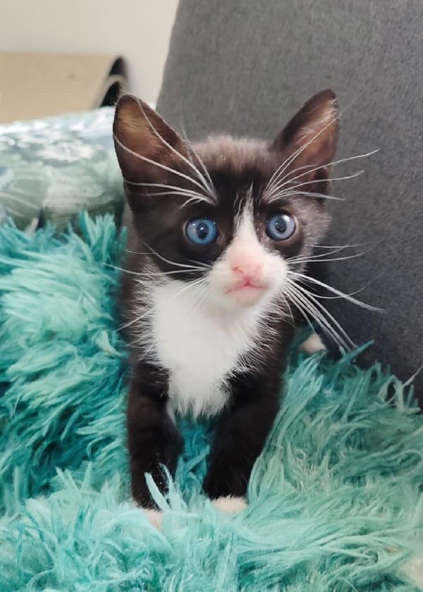 Kitty 40Giorni Le Manca Un Piedino. Sos Casa