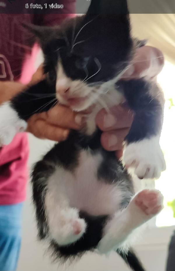 Kitty 40giorni LE MANCA UN PIEDINO. SOS CASA Foto 4