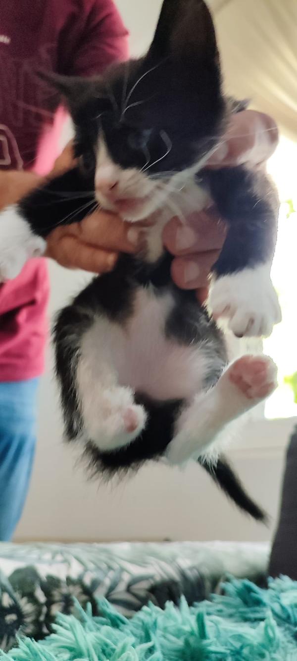 Kitty 40giorni LE MANCA UN PIEDINO. SOS CASA Foto 6