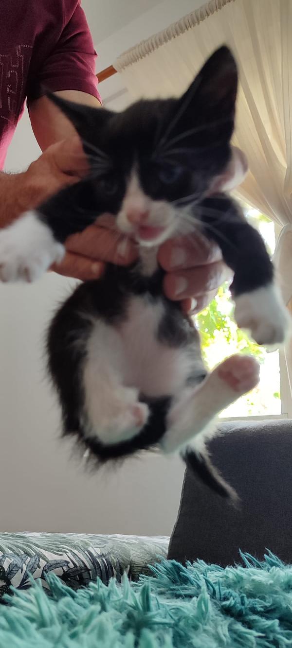 Kitty 40giorni LE MANCA UN PIEDINO. SOS CASA Foto 7
