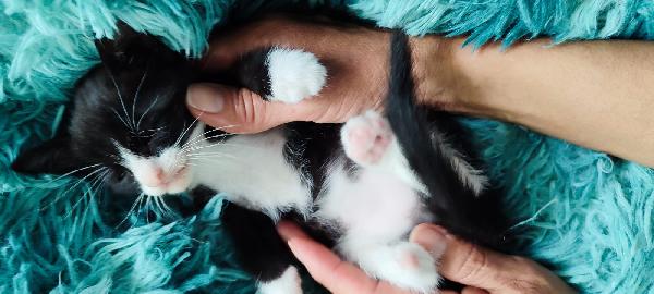 Kitty 40giorni LE MANCA UN PIEDINO. SOS CASA Foto 8