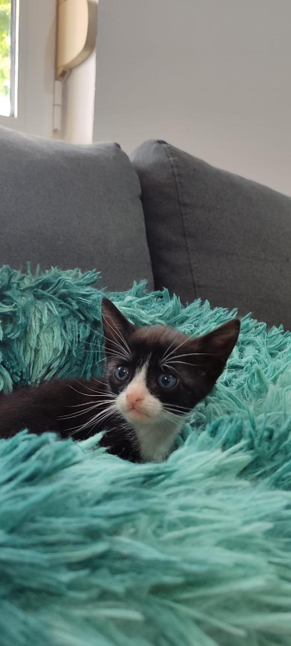 Kitty 40giorni LE MANCA UN PIEDINO. SOS CASA Foto 9