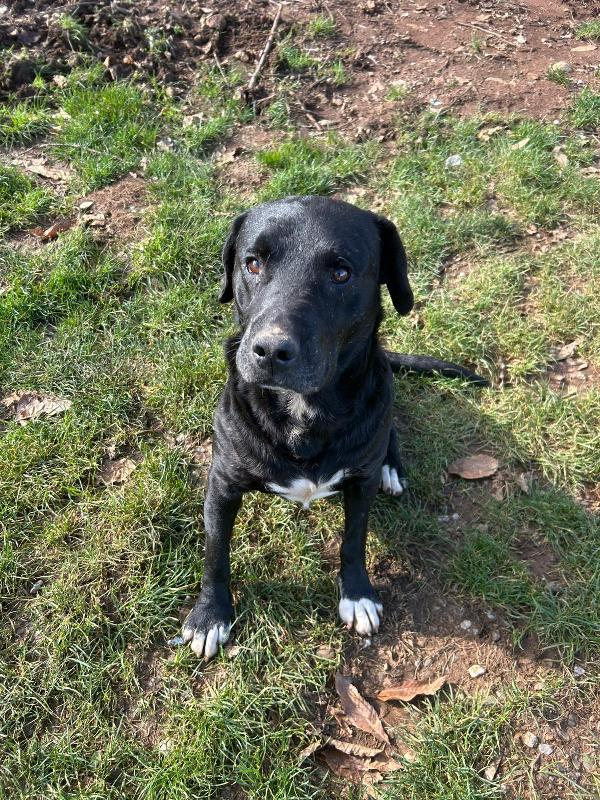 Pluto splendido dolce cagnolone cerca casa  Foto 3