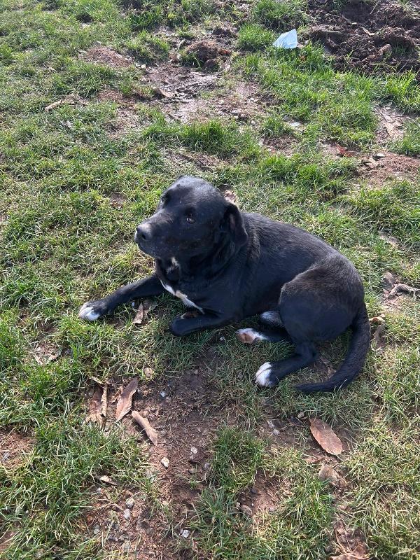 Pluto splendido dolce cagnolone cerca casa  Foto 5