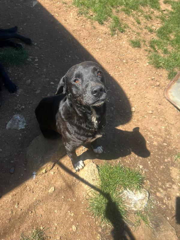 Pluto splendido dolce cagnolone cerca casa  Foto 6