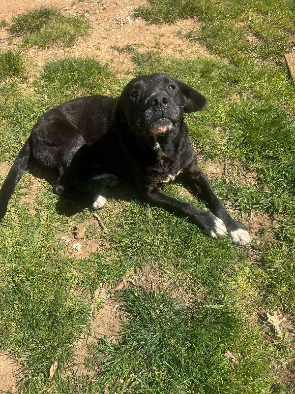 Pluto splendido dolce cagnolone cerca casa  Foto 9