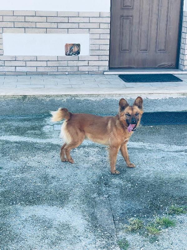 Thiago Splendido Simil Volpino Cerca Casa 