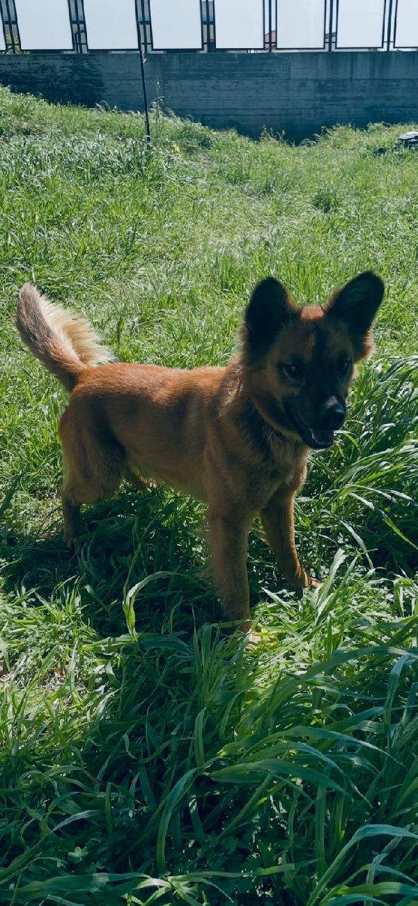 Thiago splendido simil volpino cerca casa  Foto 7