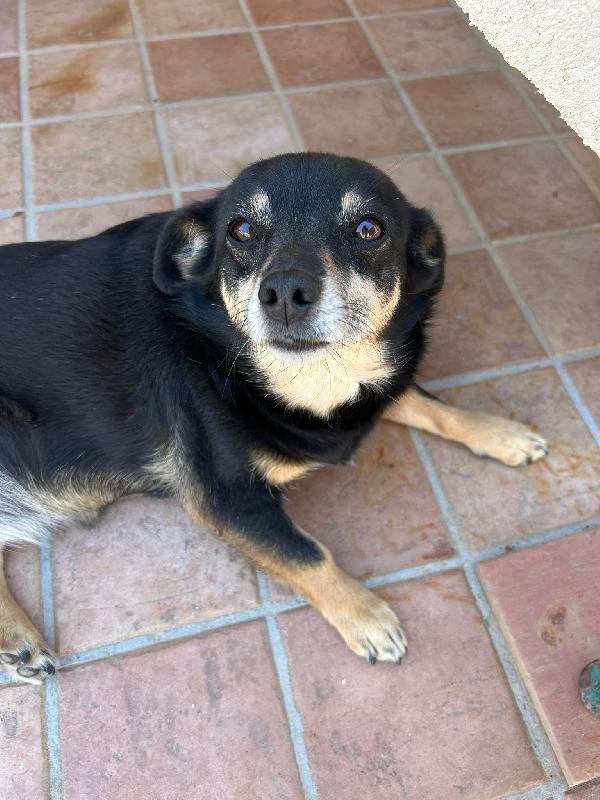 Fortuna Tenera Cagnolina Taglia Piccola Cerca Casa 