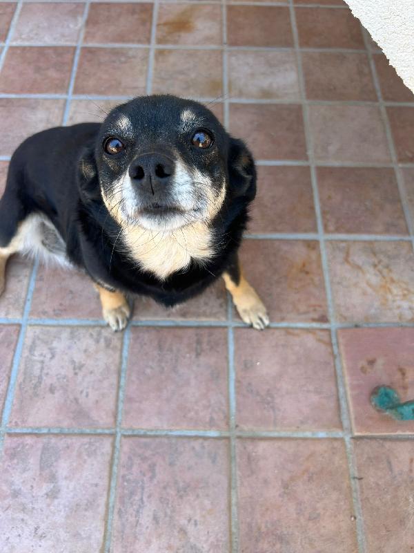 Fortuna tenera cagnolina taglia piccola cerca casa  Foto 2