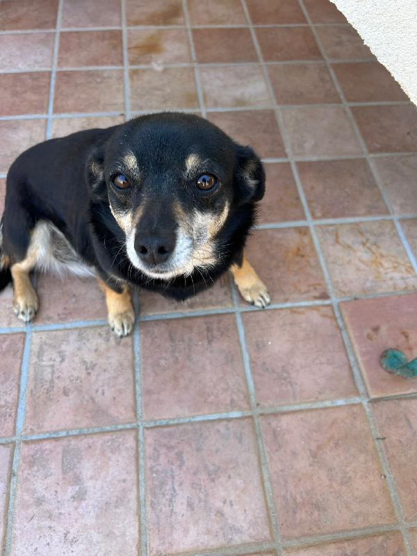 Fortuna tenera cagnolina taglia piccola cerca casa  Foto 3