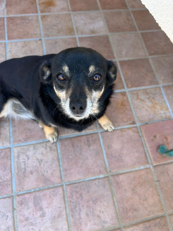 Fortuna tenera cagnolina taglia piccola cerca casa  Foto 4