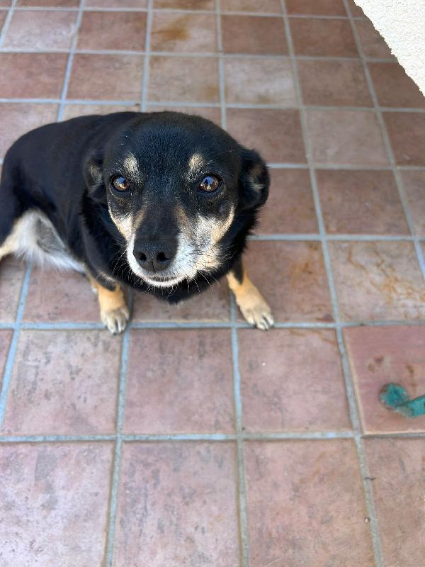 Fortuna tenera cagnolina taglia piccola cerca casa  Foto 5