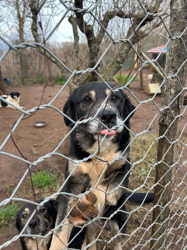Lillo Splendido Cagnolone Cerca Casa 