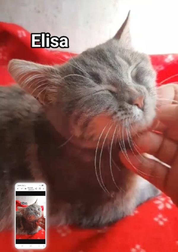 Elisa micia tigrata 2anni affettuosa ROMA Foto 2