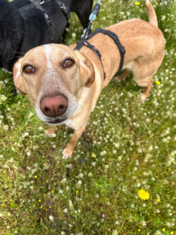 Rosy splendida giovane simil Segugio cerca casa  Foto 5