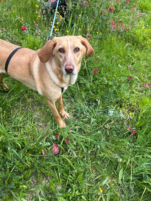Rosy splendida giovane simil Segugio cerca casa  Foto 8