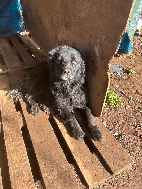 Nerone Meraviglioso Cagnolone Nero Cerca Casa 