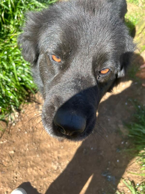 Nerone meraviglioso cagnolone nero cerca casa  Foto 2