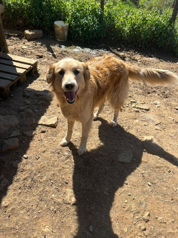 Susy Splendida Simil Golden Retriever Cerca Casa 