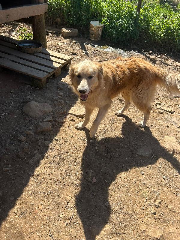 Susy splendida simil Golden Retriever cerca casa  Foto 2