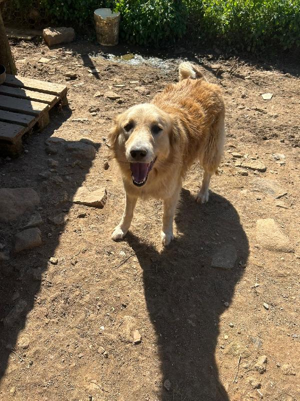 Susy splendida simil Golden Retriever cerca casa  Foto 3