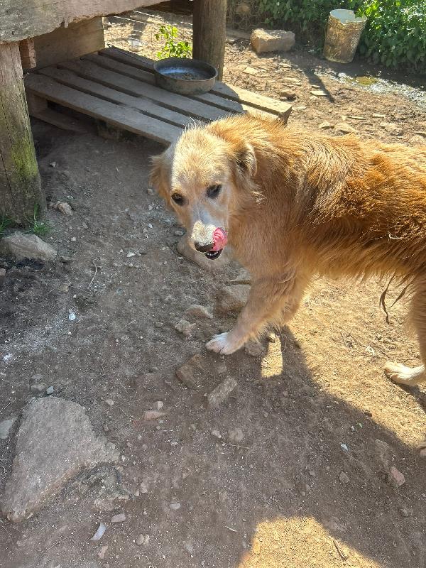 Susy splendida simil Golden Retriever cerca casa  Foto 4