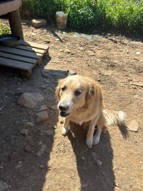 Susy splendida simil Golden Retriever cerca casa  Foto 5