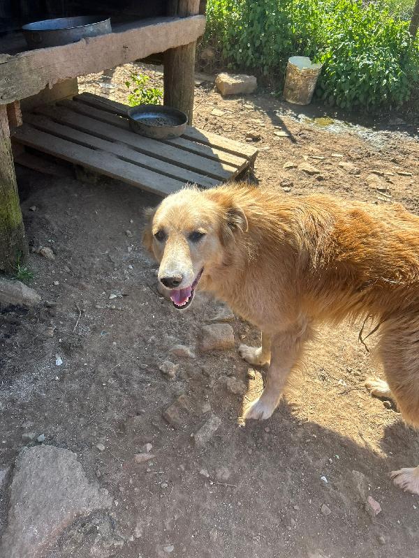 Susy splendida simil Golden Retriever cerca casa  Foto 6