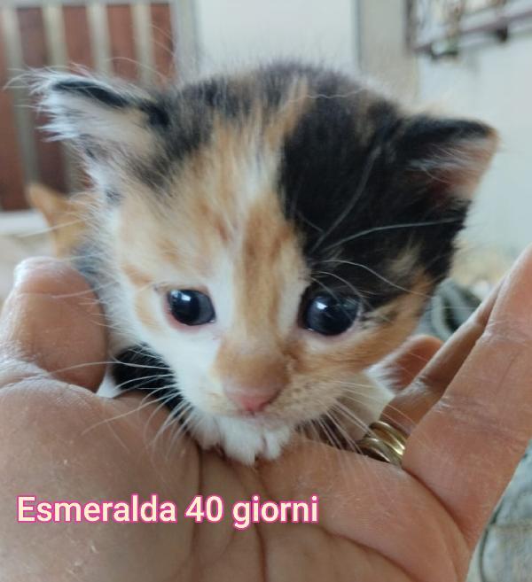 Stupendi Micini Abbandonati 