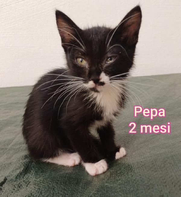 STUPENDI MICINI ABBANDONATI  Foto 2