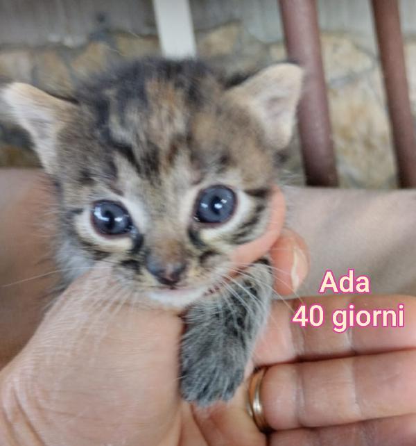 STUPENDI MICINI ABBANDONATI  Foto 3