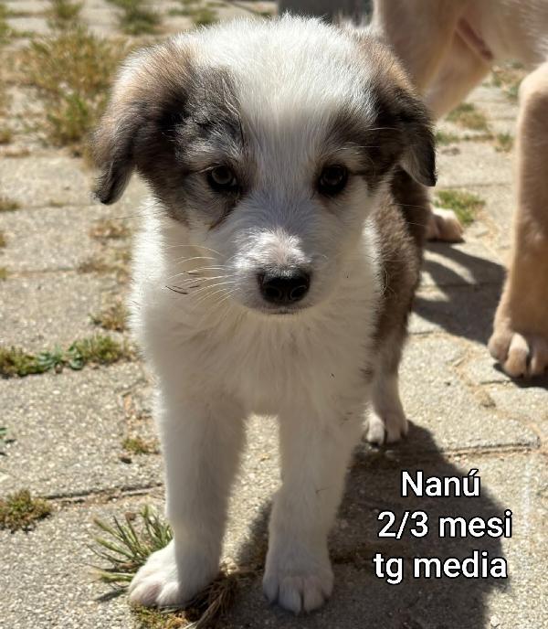 Cuccioli In Rifugio: 2 Mesi