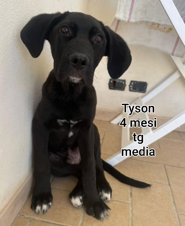 CUCCIOLI IN RIFUGIO: 2 MESI Foto 2