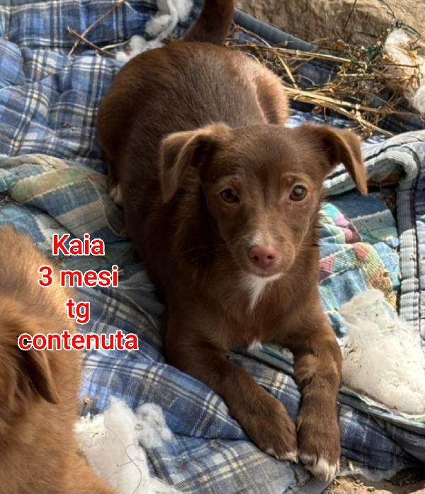 CUCCIOLI IN RIFUGIO: 2 MESI Foto 3