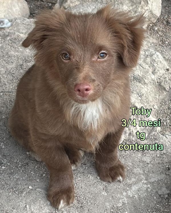 CUCCIOLI IN RIFUGIO: 2 MESI Foto 5