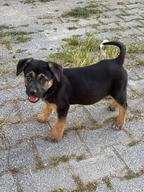 Tara: cucciola sola ed esclusa Foto 2