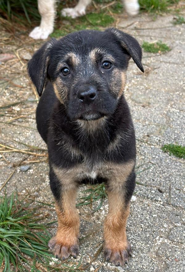 Tara: cucciola sola ed esclusa Foto 3