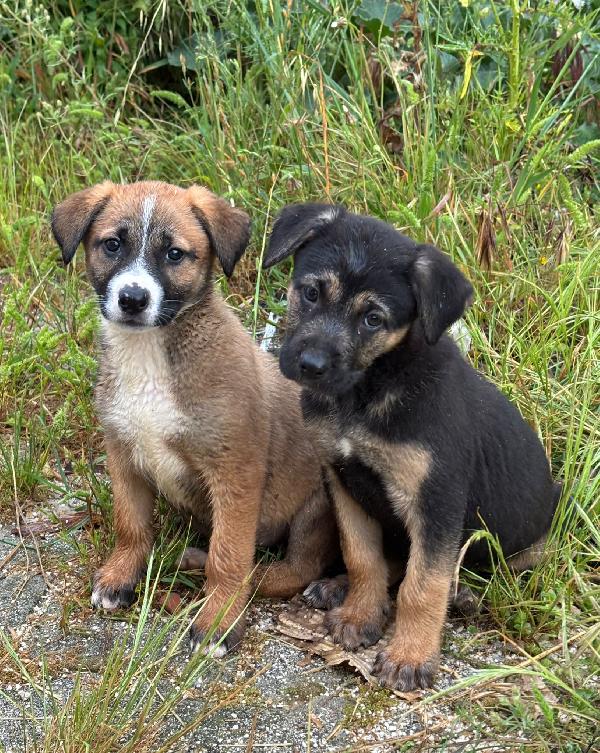 Tara: cucciola sola ed esclusa Foto 4