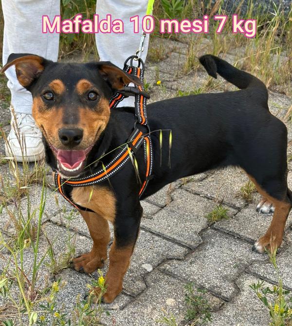 Cagnolini Piccolini In Adozione