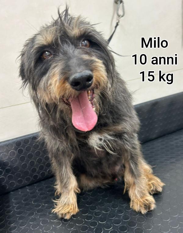 Cagnolini piccolini in adozione Foto 2