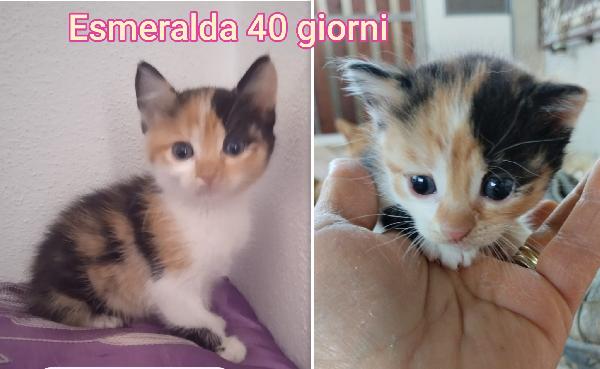 MICINI CERCANO FAMIGLIA  Foto 3
