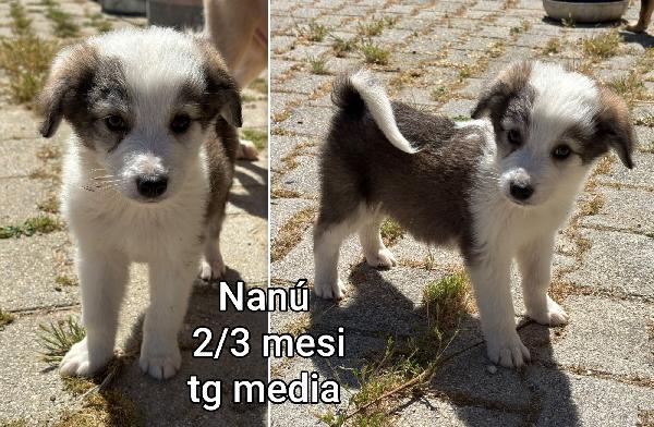 Troppi Cuccioli In Rifugio 