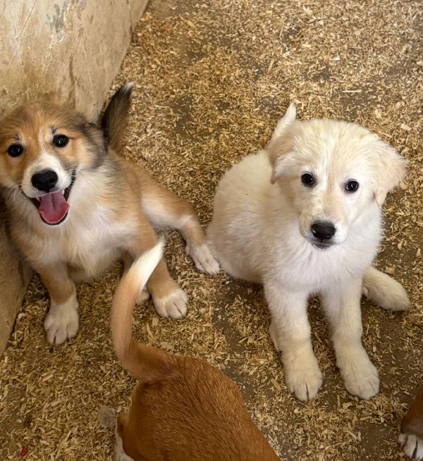 Cucciola taglia mediogrande  Foto 2