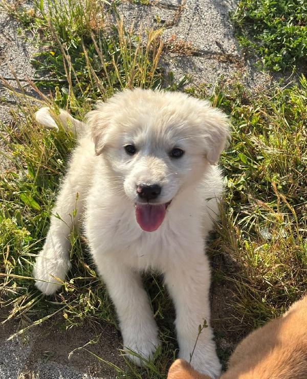 Cucciola taglia mediogrande  Foto 4