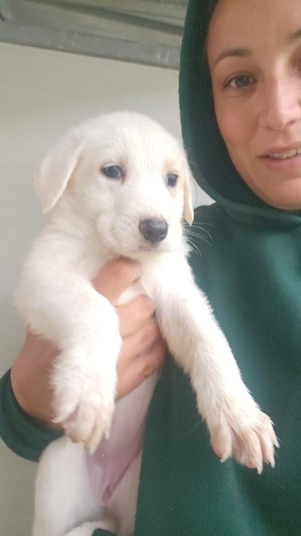 Penelope splendida cucciola simil Labrador cerca casa  Foto 2