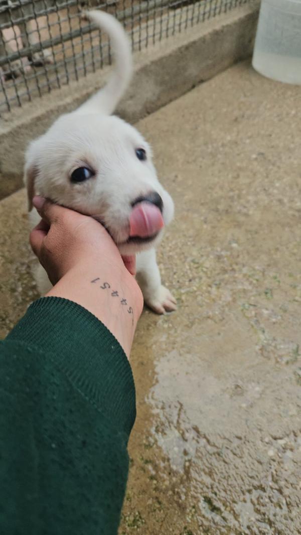 Penelope splendida cucciola simil Labrador cerca casa  Foto 3
